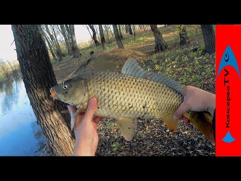 Видео: ЭТА СНАСТЬ ЛОВИТ ВСЕГДА. Наловил САЗАНА  перед ЛЕДОСТАВОМ.
