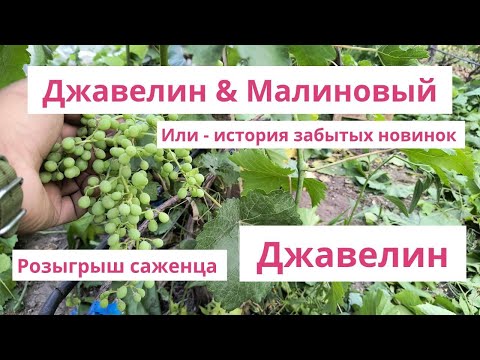 Видео: Судьба забытого Джавелин и Малиновый   Розыгрыш саженца Джавелин