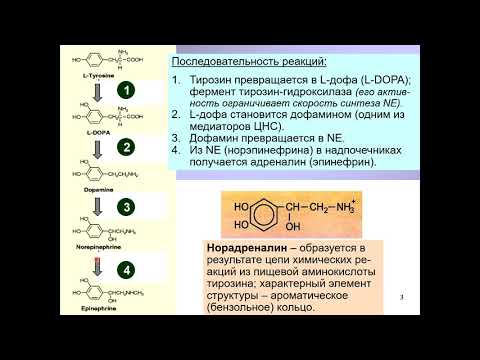 Видео: Дубынин В. А. - Химия мозга - Норадреналин