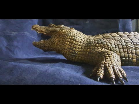 Видео: Крокодил из дерева (резьба по дереву, зубы для крокодила) how to cut a crocodile with your own hands