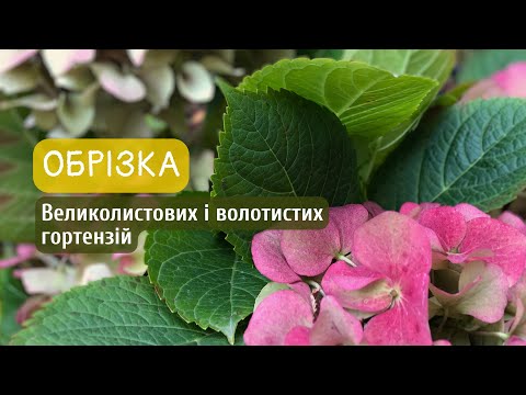 Видео: Обрізка великолистових і волотистих гортензій. Правило для омолодження немолодих кущів