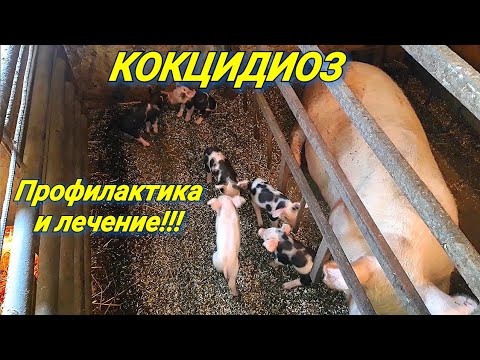 Видео: Обработка поросят от кокцидиоза!