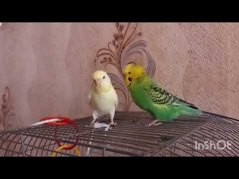 Видео: Любов і папужки❤️