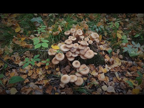 Видео: Первый раз пошёл за Опятами ,Грибалка 2023 , без супруги ...