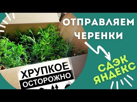 Видео: Процесс упаковки черенков для пересылки|отправляем кассеты  с черенками по РФ