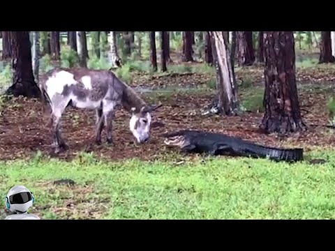 Видео: Крокодил Такого не Ожидал / Случаи с Животными Снятые На Камеру