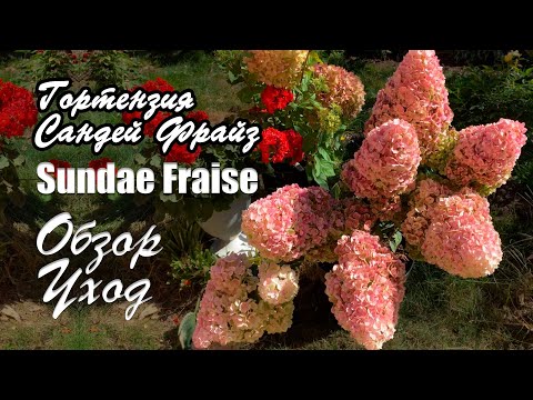 Видео: Гортензия метельчатая Сандей Фрайз (Sundae Fraise). Цветение, уход