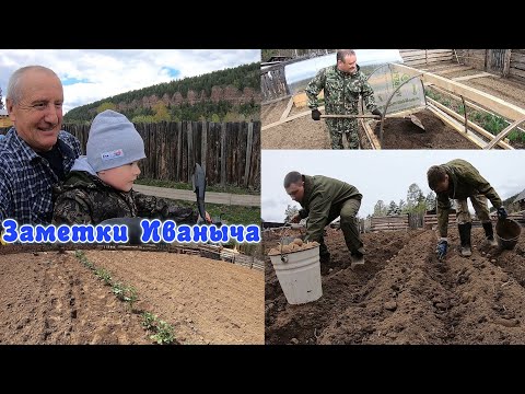 Видео: Посадка картошки