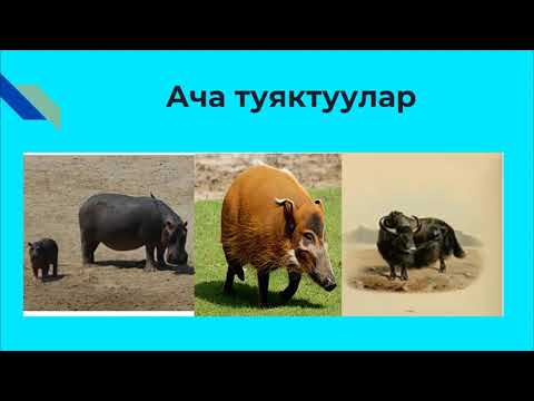 Видео: зоология 7 класс  Сүт эмүүчүлөрдүн түрлөрү. Шерматова Гүлайым Кубанычбековна