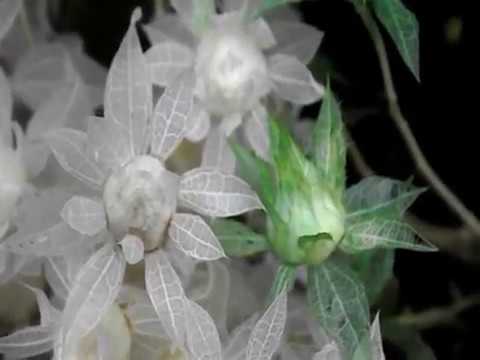 Видео: Делаем из сафлора необыкновенный цветок.Часть 2-ая.