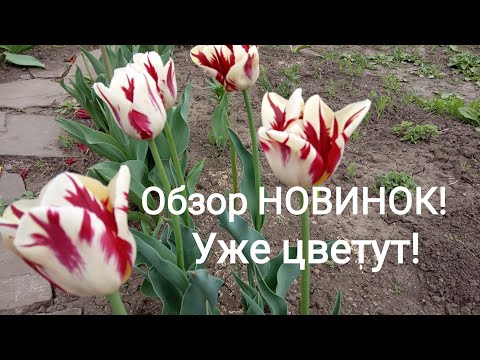 Видео: НОВИНКИ ТЮЛЬПАНОВ!!! Уже цветут! ОБЗОР!!!