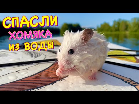 Видео: Спасение Хомяка 😱 Построили Новый Дом для Спасенного Хомяка / Кот Миллион