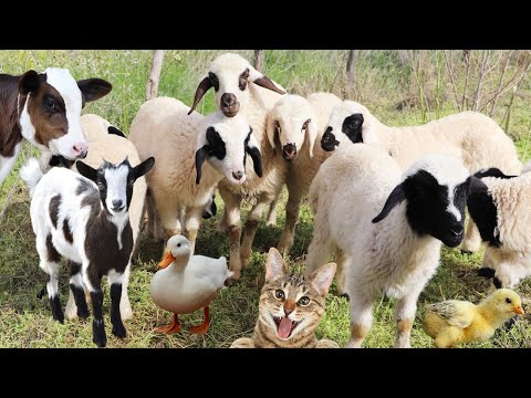 Видео: узнай о животных, козах, овцах, милых коровах, кошках, животных