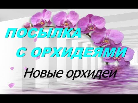 Видео: Посылка с  новыми орхидеями от ЧИНГ ХУА.Купила ВАНДУ)Обзор посылки.