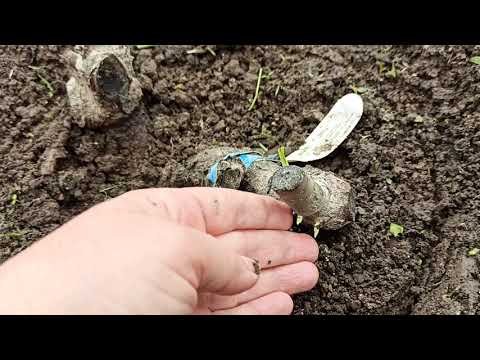 Видео: Какова реакция роз на "Янтарин", спустя ещё неделю?