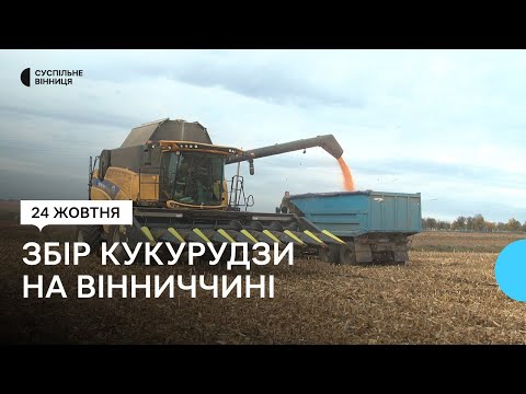 Видео: "Урожай менший, ніж торік": на Вінниччині завершують збір кукурудзи