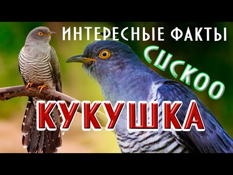 Видео: Кукушка интересные факты #кукушка #nature #cuckoo