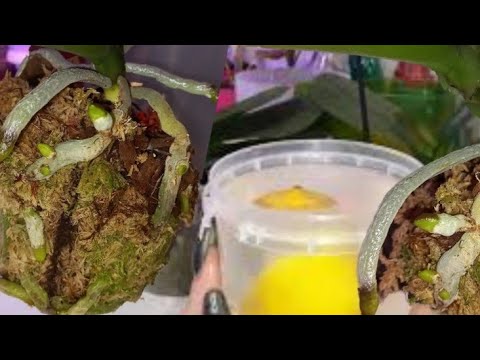 Видео: ТОЛЬКО ЭТО ДАЕТ ТАКУЮ КОРНЕВУЮ ОРХИДЕИ! ПЕРЕВАЛКА ПОСЛЕ АДАПТАЦИИ В БОЛЬШИЙ ГОРШОК БЕЗ СТРЕССА ДЛЯ