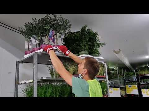 Видео: ЦВЕТЫ И РАСТЕНИЯ В ТЕЛЕЖКАХ. ОТВЕТСТВЕННЫЙ ГРУЗ.