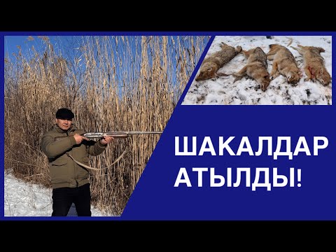 Видео: ШАКАЛДАРДЫН КЕРЕГИ ЖОК!