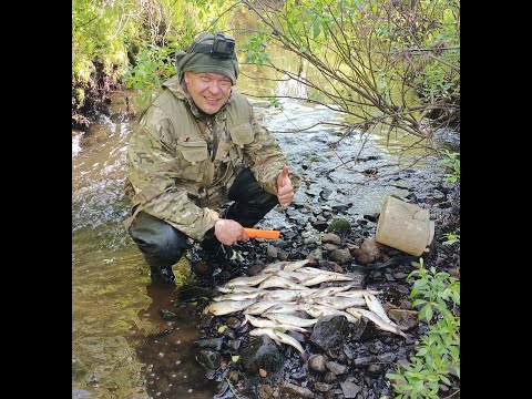Видео: Опять ручей, опять хариус!!! Ищем удачу на "секретном" ручье!