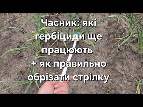 Видео: Часник: які гербіциди ще працюють + як правильно обрізати стрілку