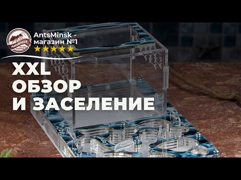 Видео: Как заселить муравьёв в муравьиную ферму XXL AntsMinsk?
