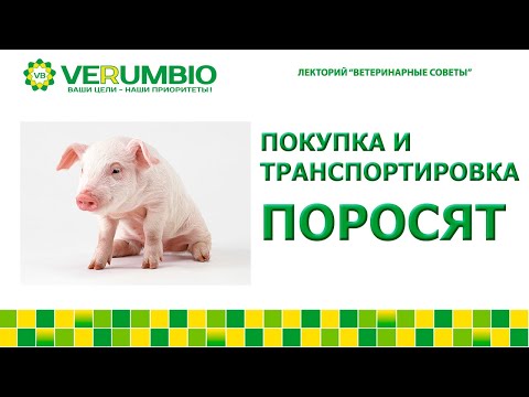 Видео: Покупка и транспортировка поросят