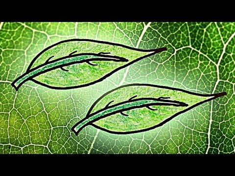 Видео: Почему листья зеленые на самом деле? 2/2