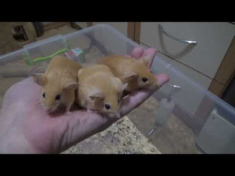 Видео: Сколько их осталось? Мои мыши! Всё о моих мышках Декоративные мышки