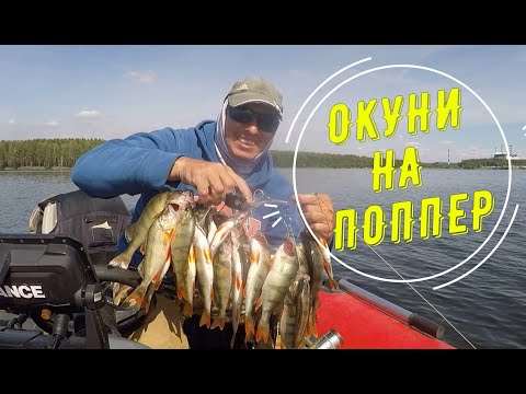 Видео: Окунь на поппер. Рыбалка на спиннинг Exilon летом. Белоярка 20.08.2023