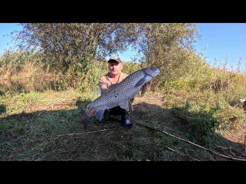 Видео: Рыбалка в Дельте Или. Ловим АМУРА  на камыш. Сом , Змееголов