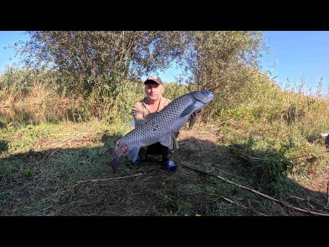 Видео: Рыбалка в Дельте Или. Ловим АМУРА  на камыш. Сом , Змееголов