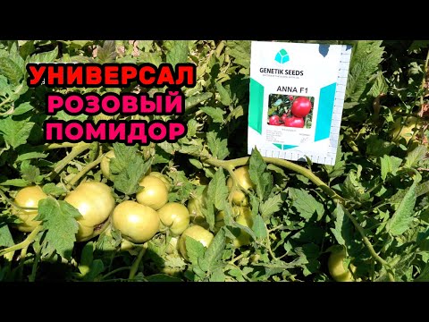 Видео: ANNA F1 — Помидор уруғи билан СУПЕР ҲОСИЛ олинг!
