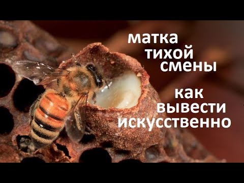 Видео: #Пчёлы. Как заставить пчёл вывести матку тихой смены. Когда они появяться. Часть 2