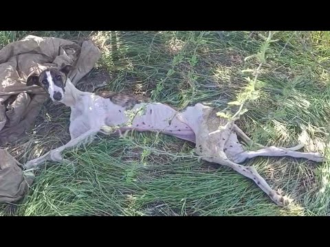 Видео: Выброшенная и парализованная, Сарита боролась — ее первые шаги заставили весь мир плакать!!