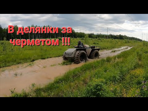 Видео: Литые плюшки шли одна за другой.Металлокоп на каракате в делянках.