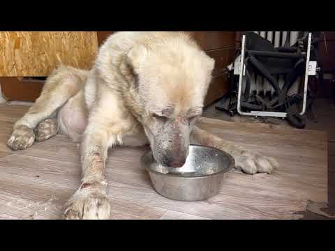 Видео: АЛАБАЙ БАРОН ЛЕЧИТСЯ/МАЛЫШКА СПАСЁННАЯ ОТ УСЫПЛЕНИЯ ХОДИТ НА ЛАПКАХ