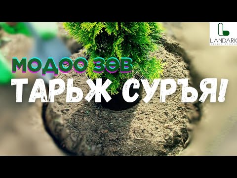 Видео: МОДНЫ УРГАЛТЫГ БҮҮСТЛЭХ ТАРИЛТЫГ ЗААЖ ӨГЬЕ!