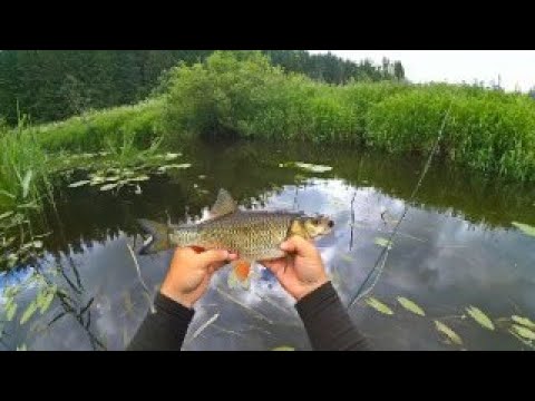 Видео: Забрался в дебри в поисках голавля. Рыбалка на малой реке. Нахлыст.