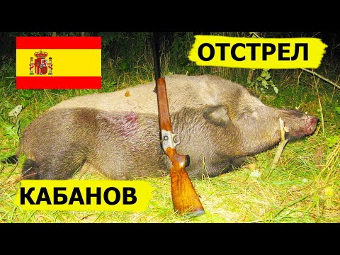 Видео: Отстрел кабанов в Испании. Охота (Охотник и рыболов)
