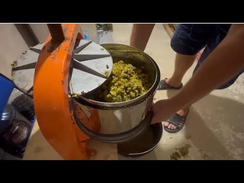 Видео: Делаем домашнее вино Шардоне. Отжимаем виноград