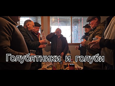 Видео: Голуби и голубятники обзор