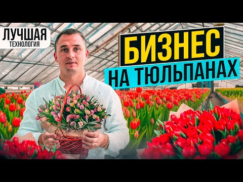 Видео: Выращивание тюльпанов к 8 марта. Выгонка тюльпанов. Луковицы тюльпанов