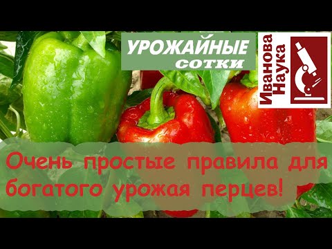 Видео: 17 мгновений... для ОГРОМНОГО урожая перца! Простые и короткие правила, доступные каждому.