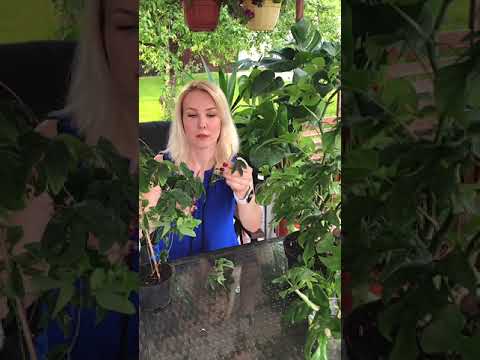Видео: Размножение филодендрона (монстеры) и пассифлоры черенкованием
