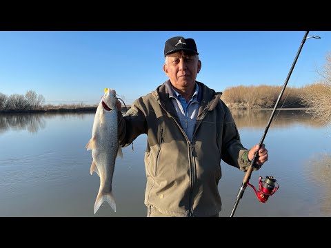 Видео: МОЯ РЫБАЛКА НА р.КАРАТАЛ, ЖЕРЕХ, ВЕСНА, г.Талдыкорган. Как найти жереха на реке. Раттлины.