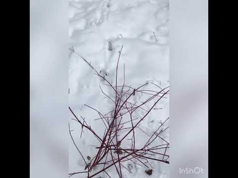 Видео: охота на козу, самая гуманная ловушка на козу  не  для слабонервных, смотреть до конца