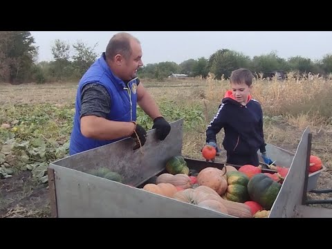 Видео: Збір гарбузів 2024, оце так врожай/Працюємо на городі