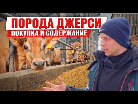 Видео: Джерсейская порода коров | Как выбрать и содержать джерси | Купить коров джерси